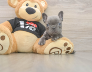 6 week old French Bulldog Puppy For Sale - Seaside Pups