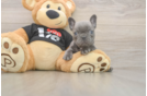 Cute Frenchie Purebred Puppy
