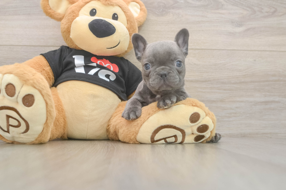 6 week old French Bulldog Puppy For Sale - Seaside Pups