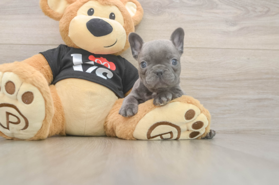 Cute Frenchie Purebred Puppy