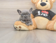 6 week old French Bulldog Puppy For Sale - Seaside Pups