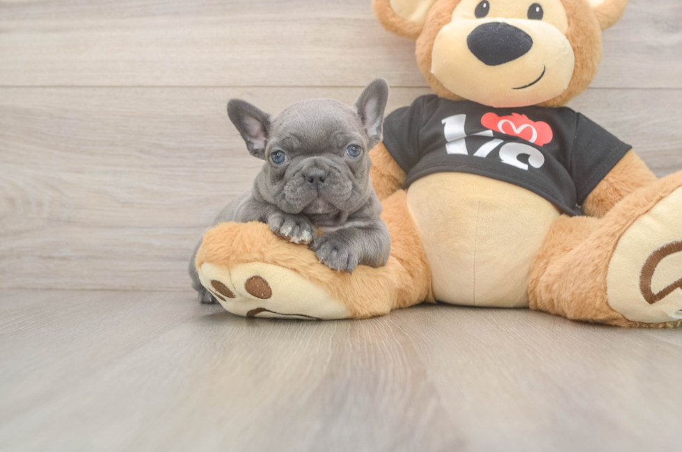 6 week old French Bulldog Puppy For Sale - Seaside Pups