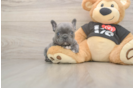 Best French Bulldog Baby