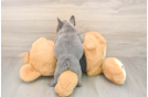 French Bulldog Puppy for Adoption