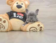7 week old French Bulldog Puppy For Sale - Seaside Pups