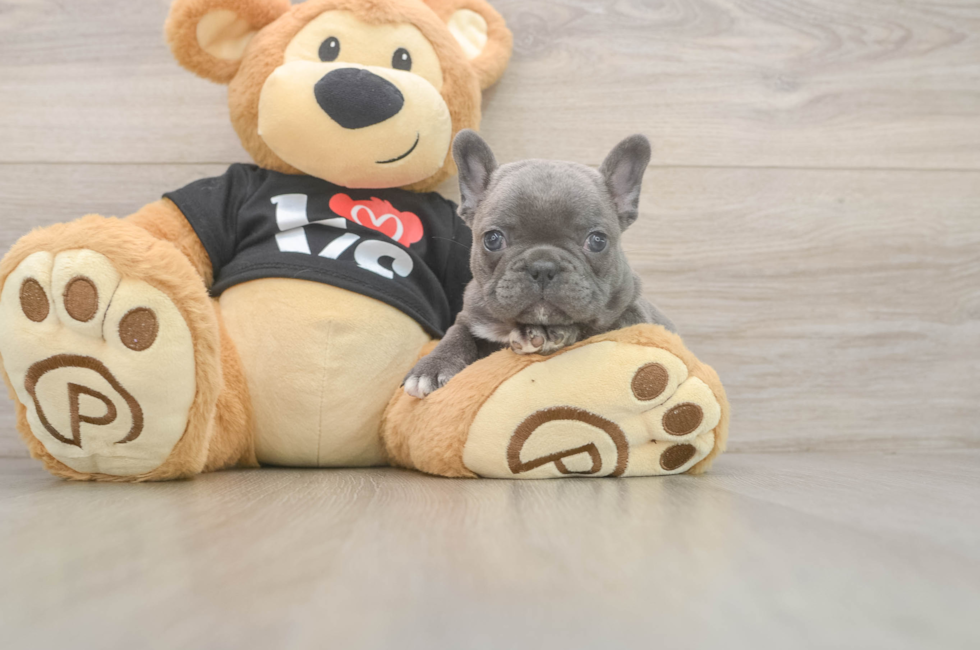 6 week old French Bulldog Puppy For Sale - Seaside Pups