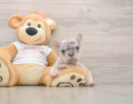 7 week old French Bulldog Puppy For Sale - Seaside Pups