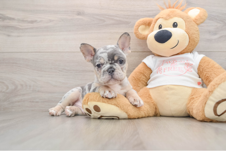 Little French Bulldog Baby