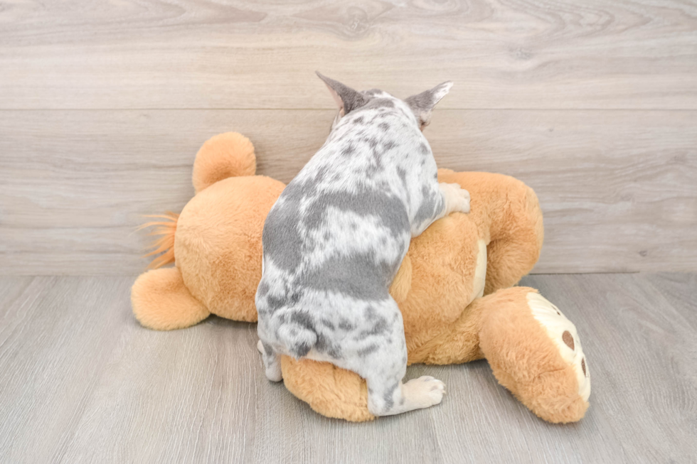 Popular French Bulldog Baby