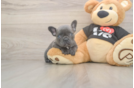Best French Bulldog Baby