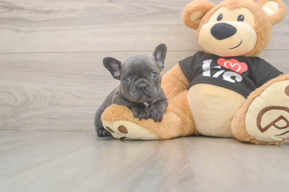 Best French Bulldog Baby
