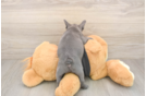 Best French Bulldog Baby