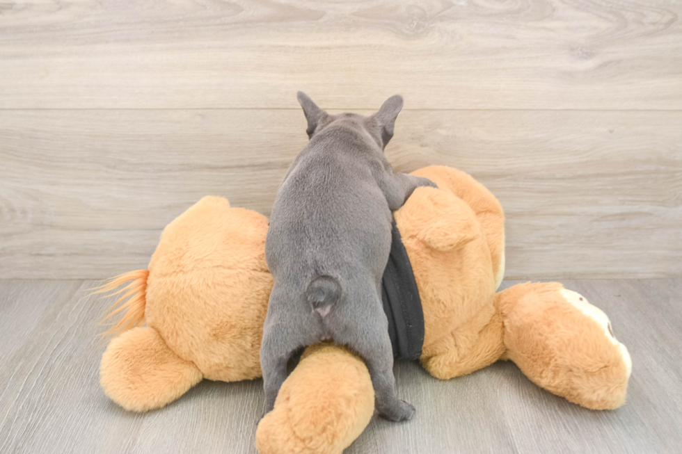 Best French Bulldog Baby