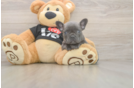 Friendly French Bulldog Baby