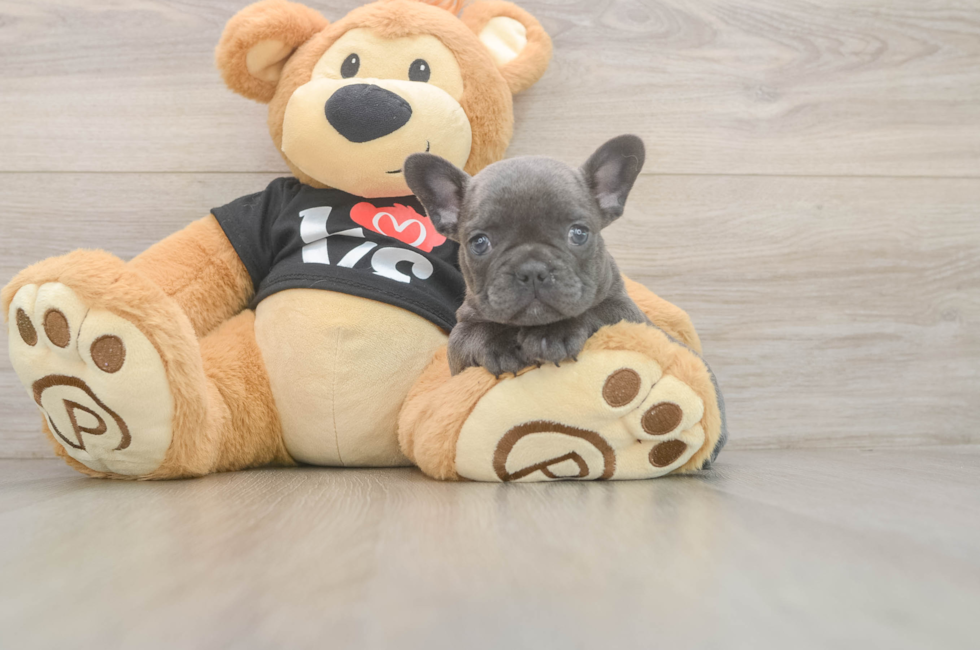 6 week old French Bulldog Puppy For Sale - Seaside Pups