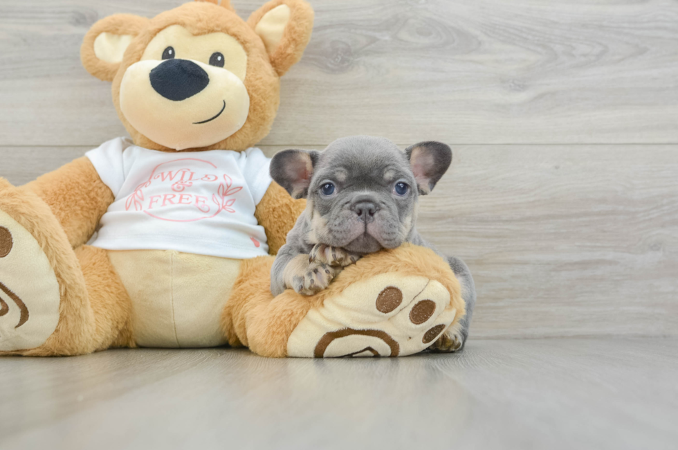 6 week old French Bulldog Puppy For Sale - Seaside Pups