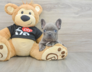 7 week old French Bulldog Puppy For Sale - Seaside Pups