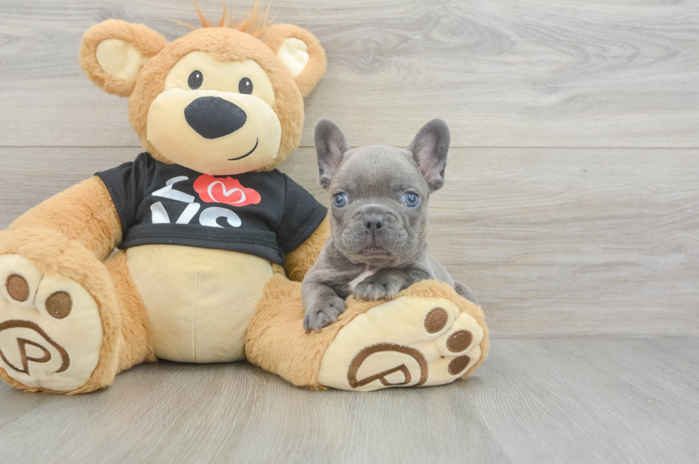 7 week old French Bulldog Puppy For Sale - Seaside Pups