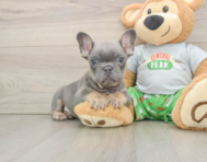 6 week old French Bulldog Puppy For Sale - Seaside Pups