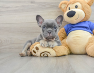 8 week old French Bulldog Puppy For Sale - Seaside Pups