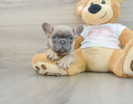 7 week old French Bulldog Puppy For Sale - Seaside Pups