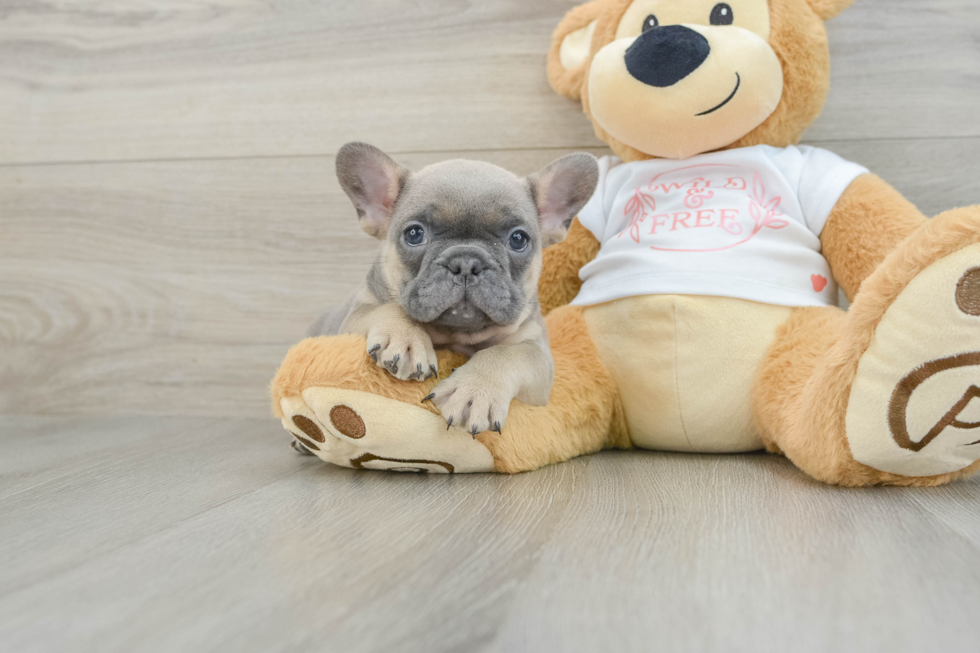 Small French Bulldog Baby