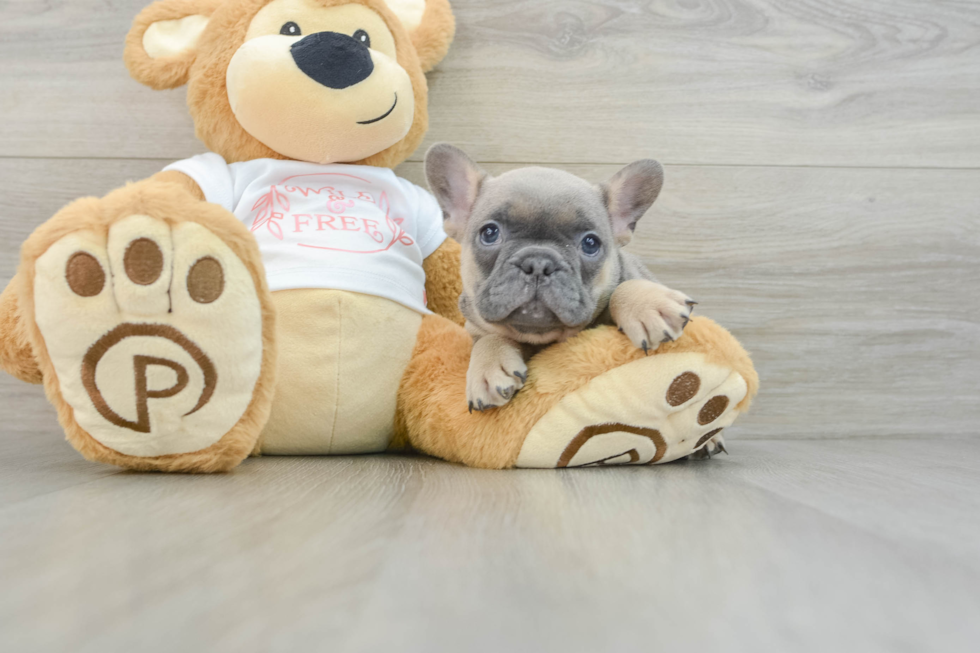 Hypoallergenic French Bulldog Baby