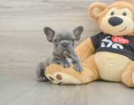 7 week old French Bulldog Puppy For Sale - Seaside Pups