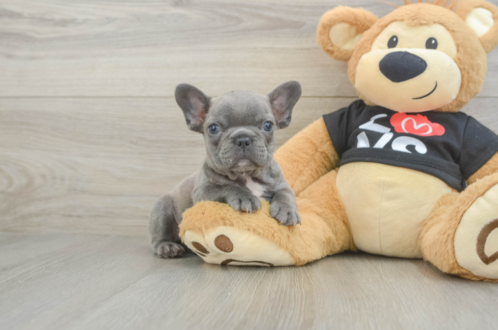 7 week old French Bulldog Puppy For Sale - Seaside Pups