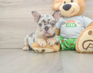 6 week old French Bulldog Puppy For Sale - Seaside Pups
