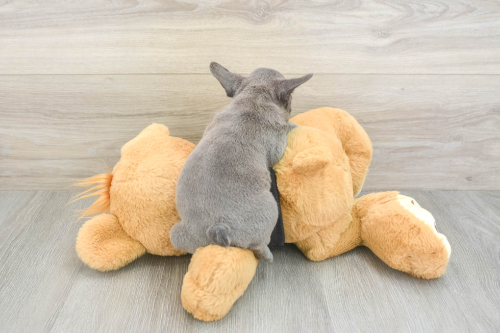 French Bulldog Pup Being Cute