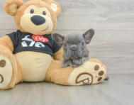 7 week old French Bulldog Puppy For Sale - Seaside Pups