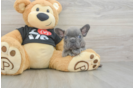 Smart Frenchie Purebred Puppy