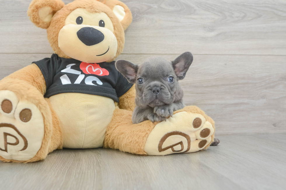 7 week old French Bulldog Puppy For Sale - Seaside Pups