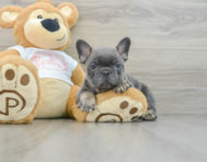 8 week old French Bulldog Puppy For Sale - Seaside Pups