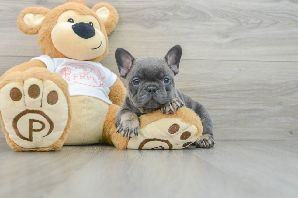 8 week old French Bulldog Puppy For Sale - Seaside Pups