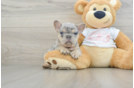 Hypoallergenic French Bulldog Purebred Pup