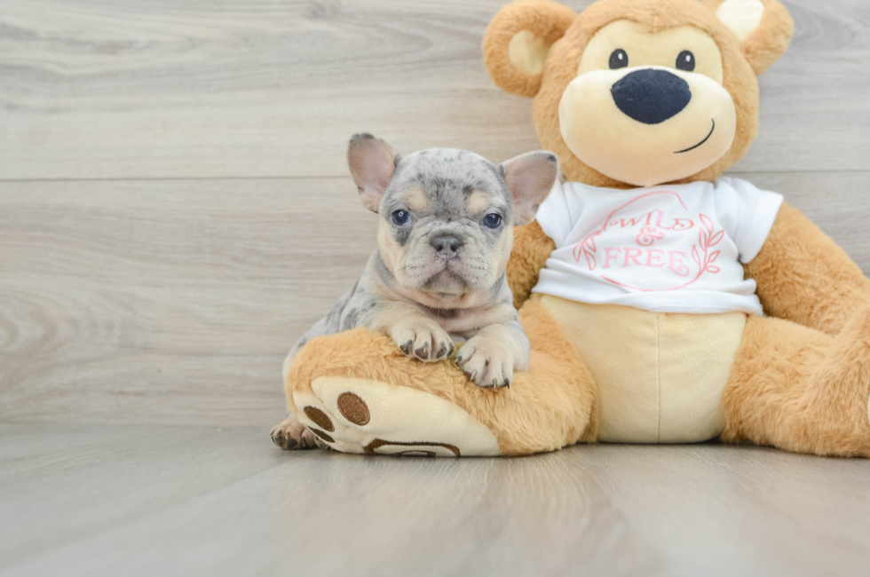 6 week old French Bulldog Puppy For Sale - Seaside Pups