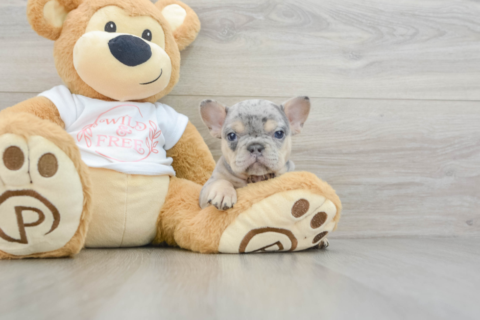 French Bulldog Pup Being Cute