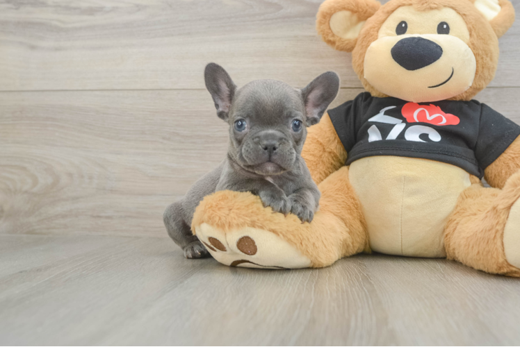Best French Bulldog Baby