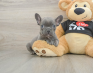 8 week old French Bulldog Puppy For Sale - Seaside Pups