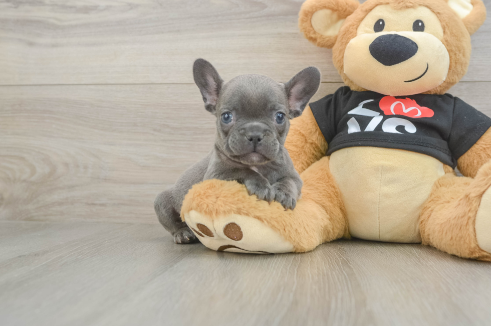 7 week old French Bulldog Puppy For Sale - Seaside Pups