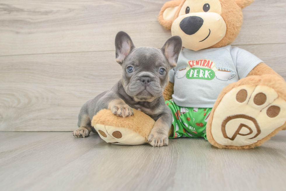Friendly French Bulldog Baby