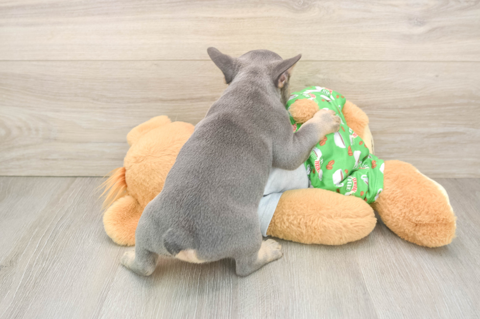 Best French Bulldog Baby