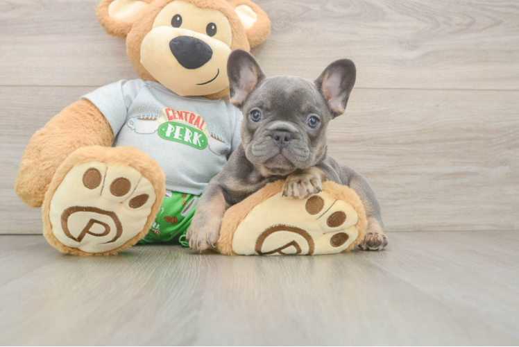 Fluffy Frenchie Purebred Puppy