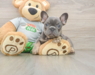 6 week old French Bulldog Puppy For Sale - Seaside Pups