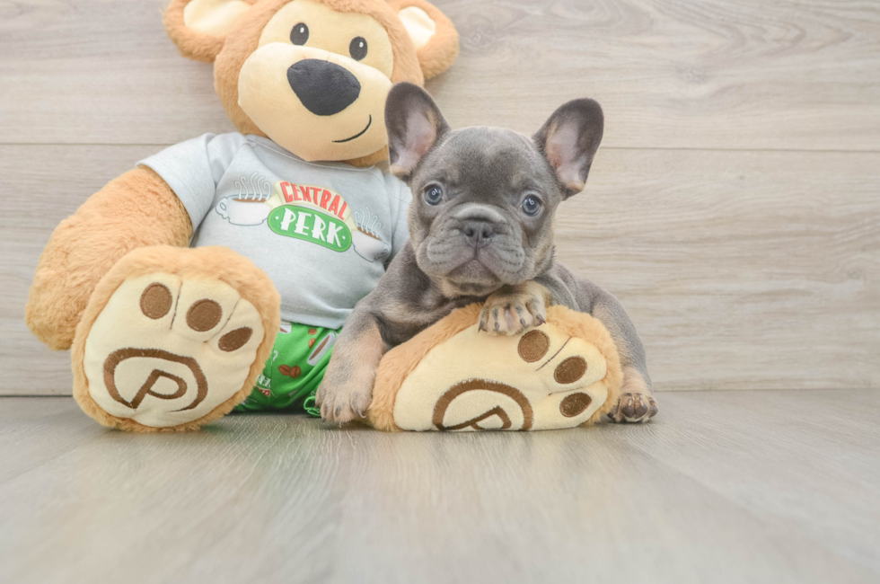 6 week old French Bulldog Puppy For Sale - Seaside Pups