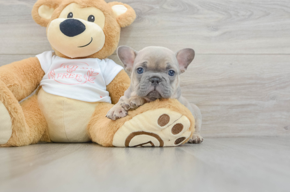 6 week old French Bulldog Puppy For Sale - Seaside Pups