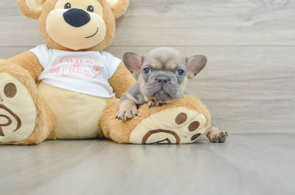 6 week old French Bulldog Puppy For Sale - Seaside Pups