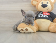 7 week old French Bulldog Puppy For Sale - Seaside Pups